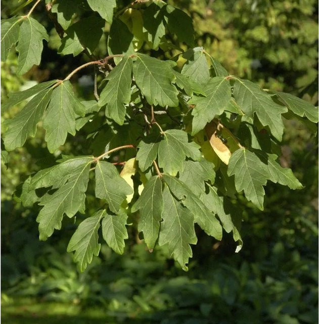 Zimtahorn Acer griseum Laubbaum in Grün, Höhe: 100-125 cm - Bild 1