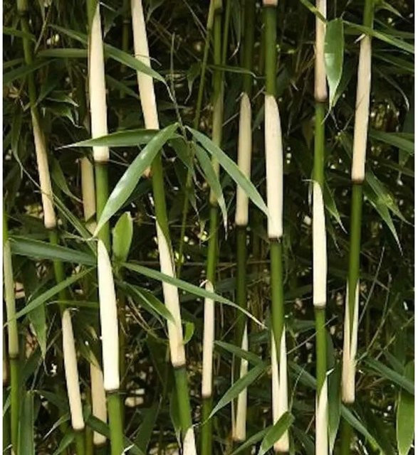 Fargesia robusta Campbell Bambus für die Hecke, grün, Höhe: 100-125 cm - Bild 1