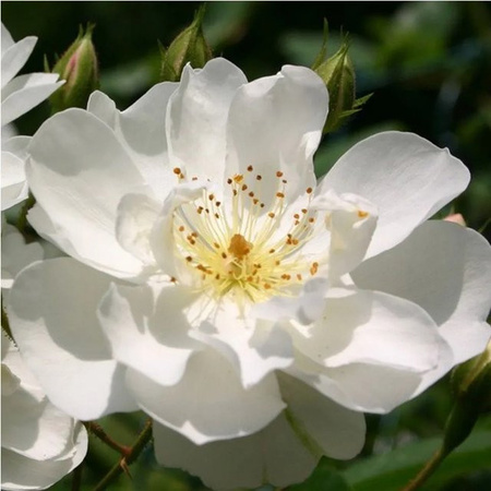 Kletterrose Bobbie James von Arborix in Rosa, stark wachsende Zierpflanze für den Garten