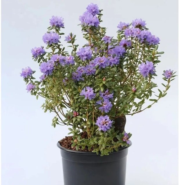 Alpenrose Rhododendron intricatum von Nr-01.de, Topfgröße 15-20 cm - Bild 1