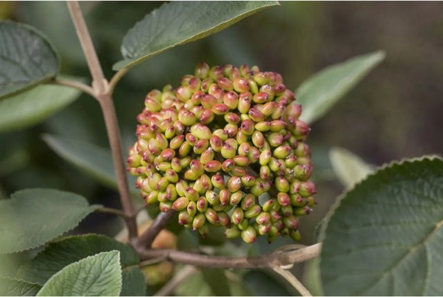 Viburnum Rhytidophyllum Immergrüner Schneeball als Heckenpflanze mit weißen Blüten, Höhe: 125–150 cm - Bild 1