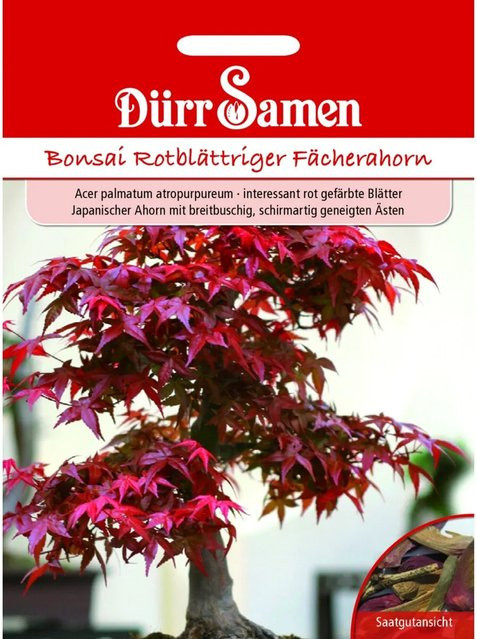 Dürr Rotblättriger Fächerahorn Bonsai-Samen Saatgut - Bild 1