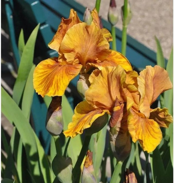Schwertlilie Cajun Rhythm Iris barbata als mehrjährige Beetpflanze von Nr-01.de - Bild 1