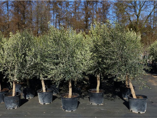 8er Set Olivenbaum Olea Europaea, 20 Jahre alt, Höhe: 180 - 220 cm, Stammumfang: 20 - 30 cm, Farbe: Grün - Bild 1