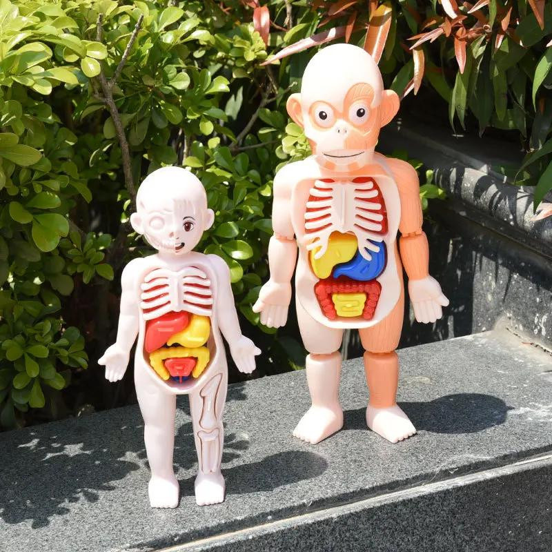 Yiran toy Montessori Wissenschaftliche Bildung Menschlicher Körper Anatomie Lernspielzeug ab 3 Jahren - Bild 3