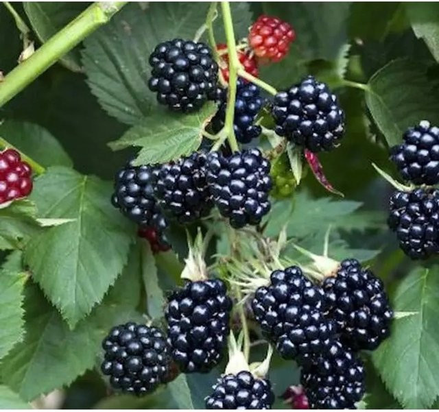 Brombeere Thornless Evergreen Rubus fruticosus Beerenstrauch von Nr-01.de - Bild 1