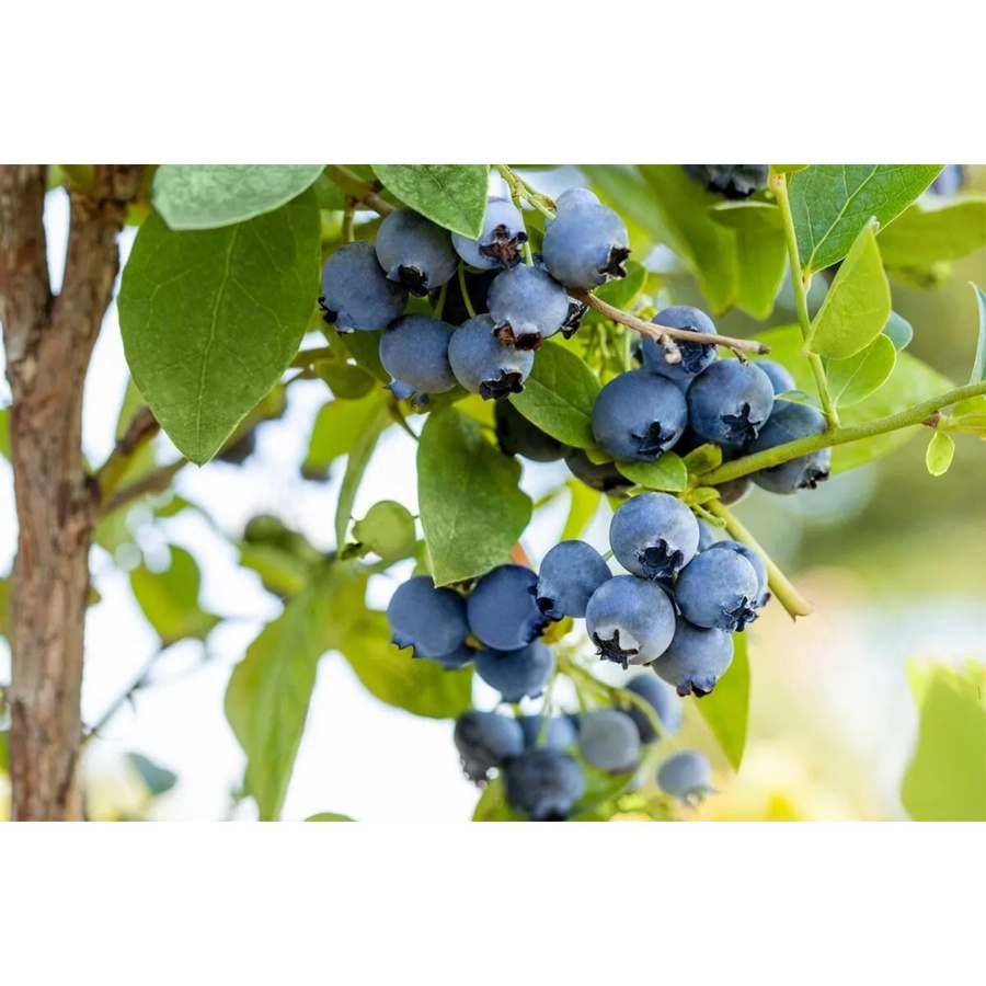 Ertragreiche Heidelbeere Vaccinium Corymbosum Bluejay von Pflanzen für dich, 40–60 cm groß und pflegeleicht - Bild 2