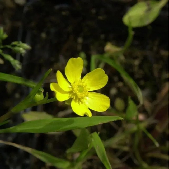 Ranunculus flammula Brennender Hahnenfuß gelbe Staude für Teichrand und Garten - Bild 1