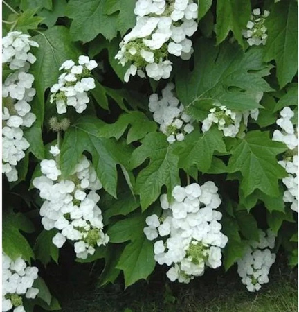 Eichenblättrige Hortensie Black Porch Hydrangea quercifolia in Weiß und Schwarz, Höhe: 40-60 cm