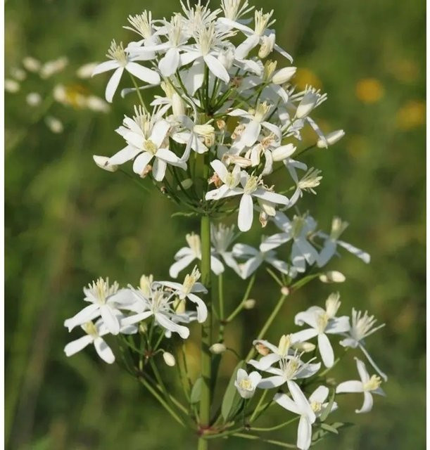Clematis mandshurica Kletterpflanze für den Garten von Nr-01.de - Bild 1