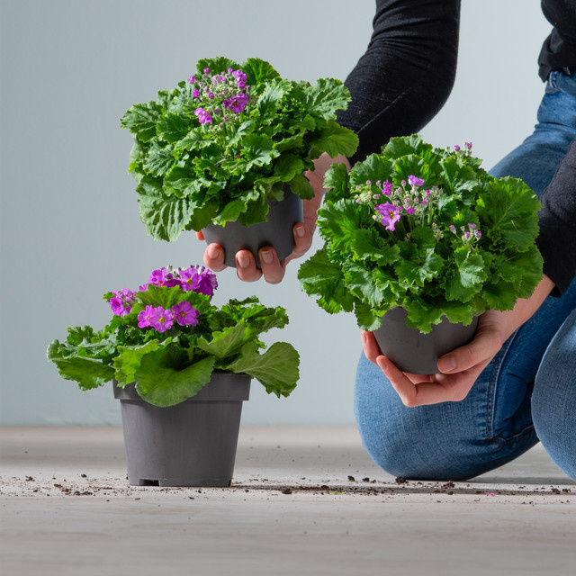 3er Set Primula malacoides Fliederprimeln von BLUME2000 als lila Zimmerpflanze - Bild 1