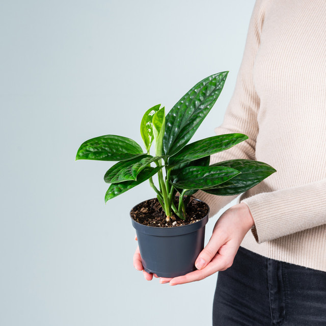 Monstera Peru Zimmerpflanze von BLUME2000 in Grün mit spitz eiformigen Blättern - Bild 1