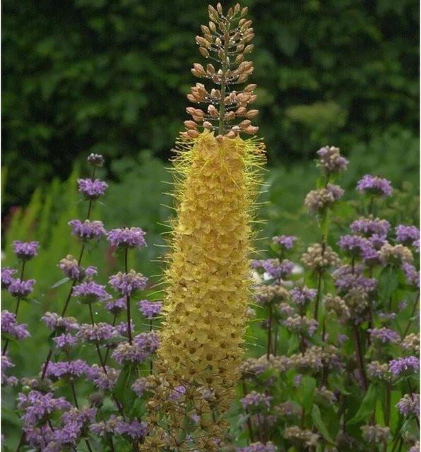 Eremurus isabellinus Steppenkerze Pinokkio gelbe Staude für Freiland und Topf - Bild 1