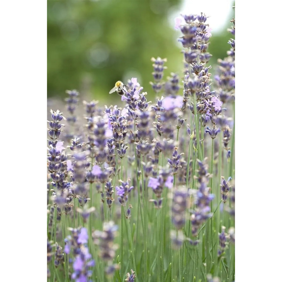 Echter Lavendel Lavandula Angustifolia Munstead in 3-5 Liter Container von Pflanzen für dich - Bild 2