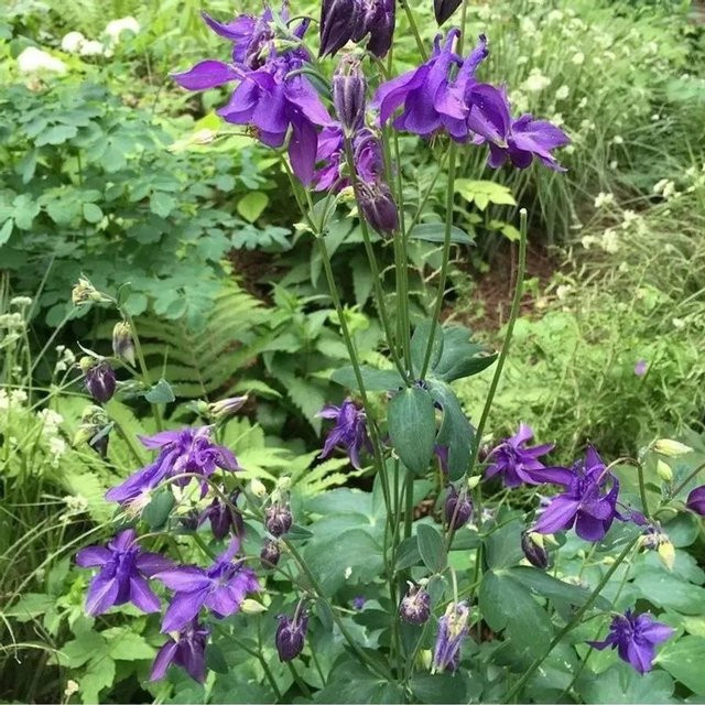 Akelei Blue Barlow Aquilegia vulgaris in Blau und Violett als mehrjährige Gartenpflanze - Bild 1