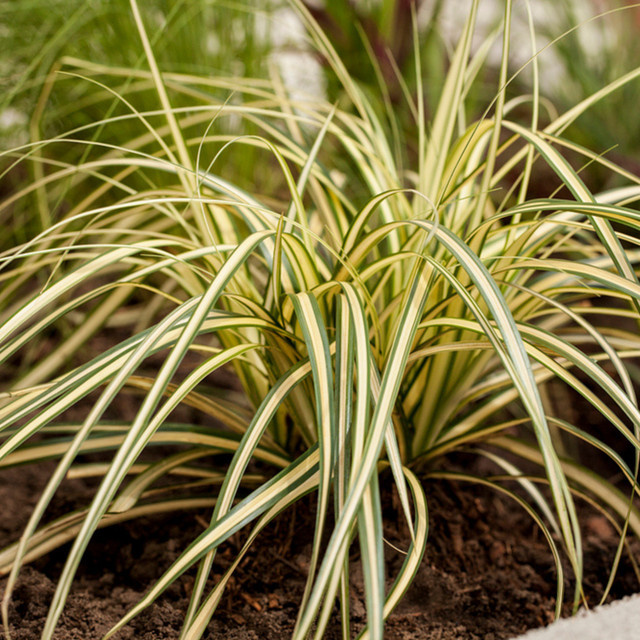 Carex oshimensis Zierpflanze Gold Segge Evergold, gelb - Bild 1