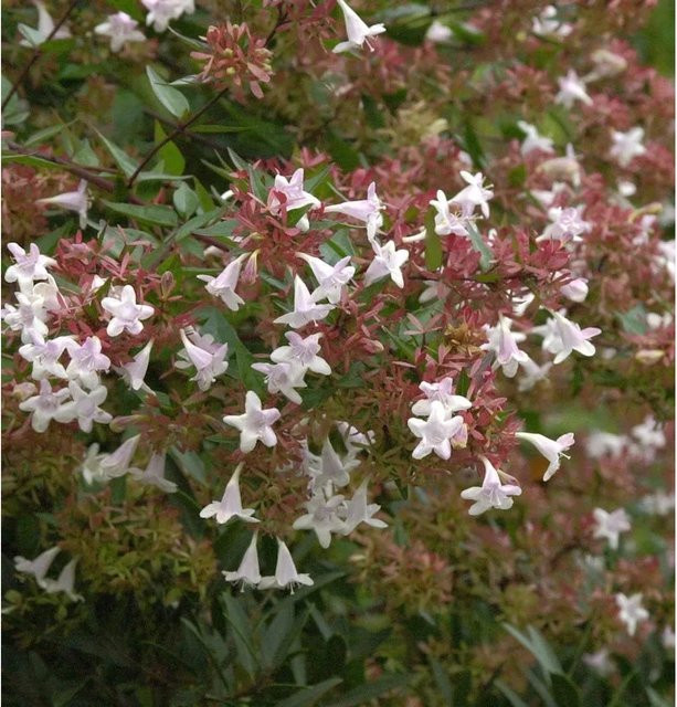 Abelia chinensis Chinesische Abelie Autumn Festival Zierstrauch in Weiß und Rosa, Höhe: 40-50 cm - Bild 1
