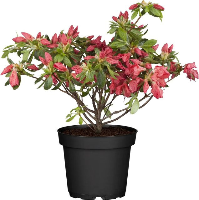 OBI Japanische Azalee Rhododendron in Rot, Höhe: 40 cm - Bild 1