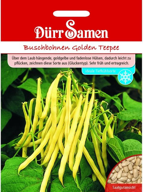 Dürr Buschbohnen Golden Teepee Saatgut - Bild 1