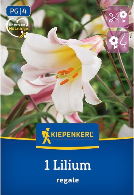 Kiepenkerl Trompeten-Lilie Zwiebel in Rosa - Bild 1