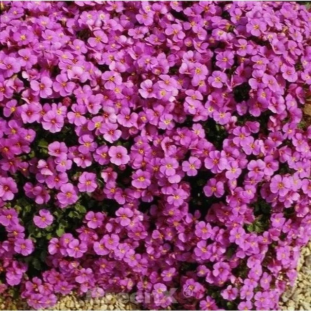 Aubrieta cultorum Blaukissen Cascade Purpur als winterharte Staude für Steingärten und Böschungen - Bild 1