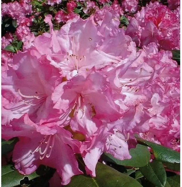 Rhododendron Blurettia Alpenrose pink Heckenpflanze von Die Nr-01.de - Bild 1