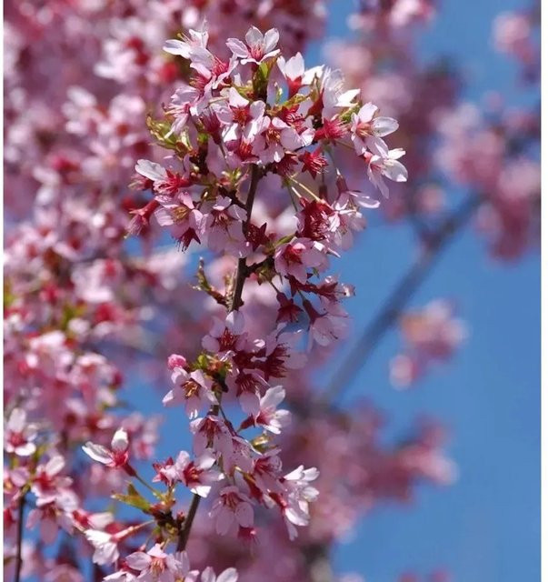Geschlitzte Zierkirsche Paean Prunus incisa mit rosa Blüten von Die Nr-01.de, Höhe: 40-60 cm - Bild 1