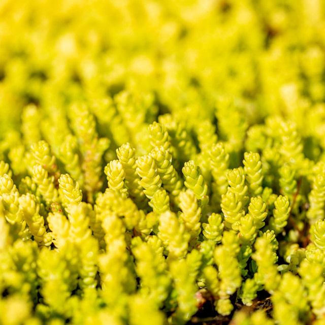 BLUME2000 Sedum Scharfer Mauerpfeffer Bio Stauden für Steingärten und Blumenkübel, 3 Stück - Bild 1