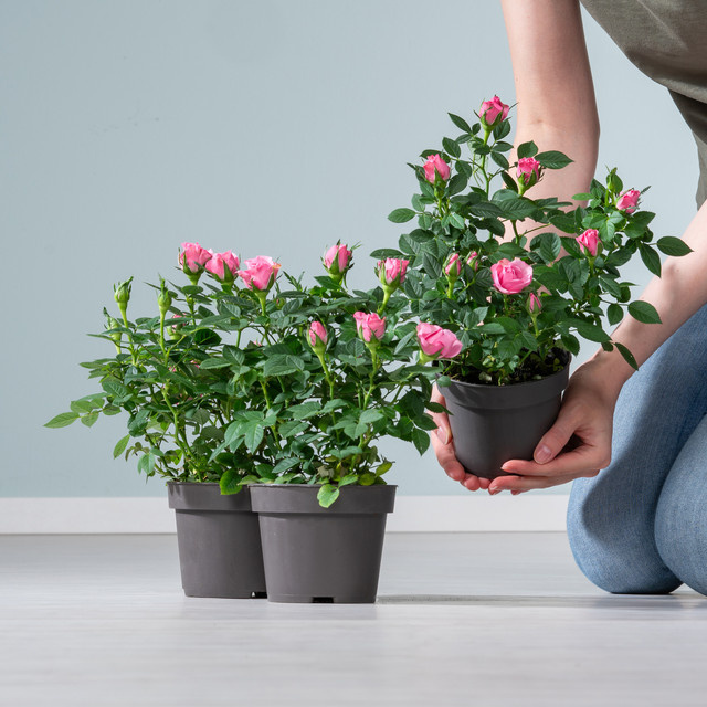 3er Set BLUME2000 Zimmerrose Danica Rosa chinensis in Pink - Bild 1