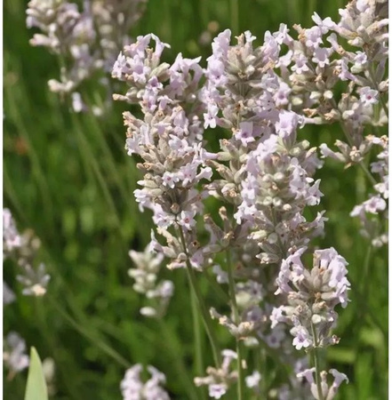 Echter Lavendel Loddon Pink Lavandula angustifolia als rosa Blühende Staude für den Garten