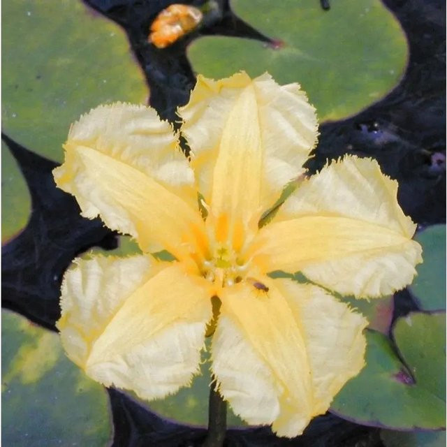 Europäische Seekanne Nymphoides peltata gelbe Wasserpflanze für deinen Teich - Bild 1