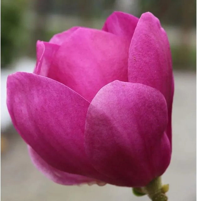 Magnolia Cleopatra Strauch in Pink, Höhe: 80-100 cm - Bild 1