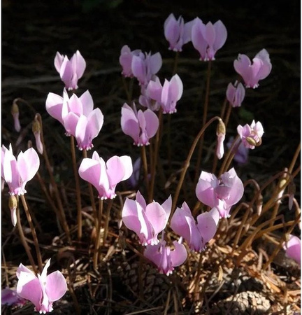 Herbst Alpenveilchen Cyclamen hederifolium als winterharte Staude für Garten und Steingärten von Nr-01.de