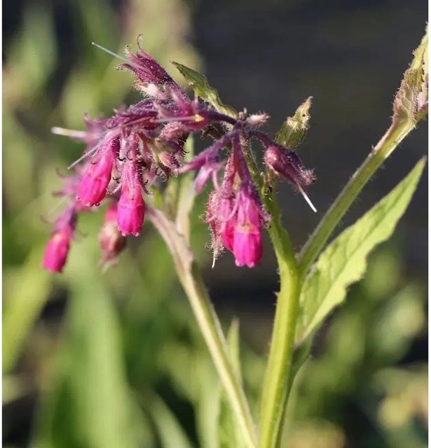 Symphytum grandiflorum Kaukasus Beinwell Goldsmith Sorte Nr-01.de als mehrjährige Gartenpflanze - Bild 1