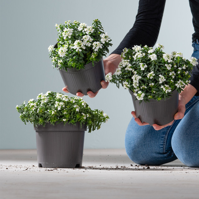 Iberis sempervirens Schleifenblume von BLUME2000, 3 Stück weiße Staude für Beete, Blumenkübel und Balkon - Bild 1
