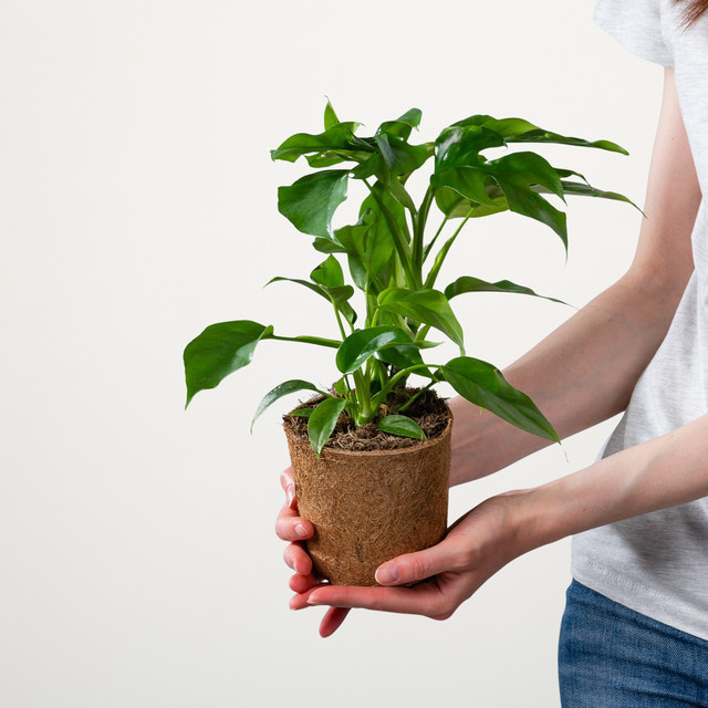 Philodendron Little Hope Zimmerpflanze von BLUME2000 in Grün mit herzförmigen Blättern und Naturtopf - Bild 1
