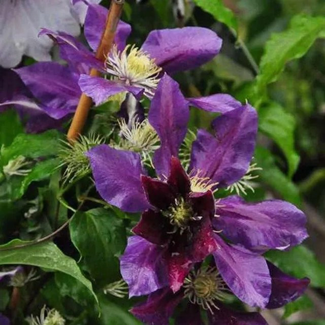 Arborix Clematis Waldrebe The Vagabond großblumig im Container, lila-weiß-gelb-grün - Bild 1