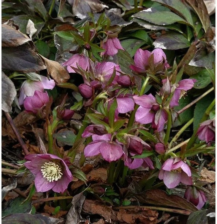 Helleborus orientalis Christrose Lenzrose in Metallic Blue als mehrjährige Pflanze für den Außenbereich