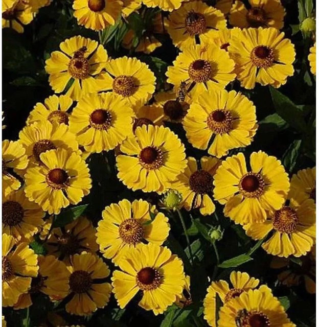 Sonnenbraut Goldrausch Helenium cultorum Gartenpflanze in Goldgelb - Bild 1