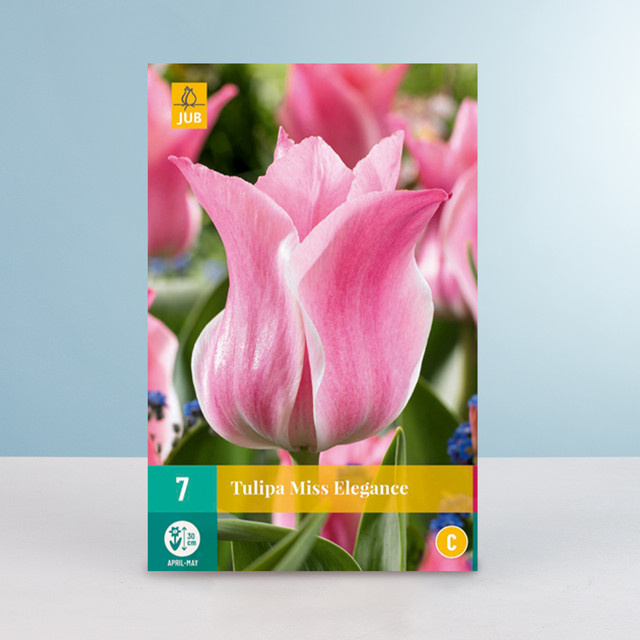 Triumph Tulpe Miss Elegance Blumenzwiebeln von BLUME2000, 7 Stück - Bild 1