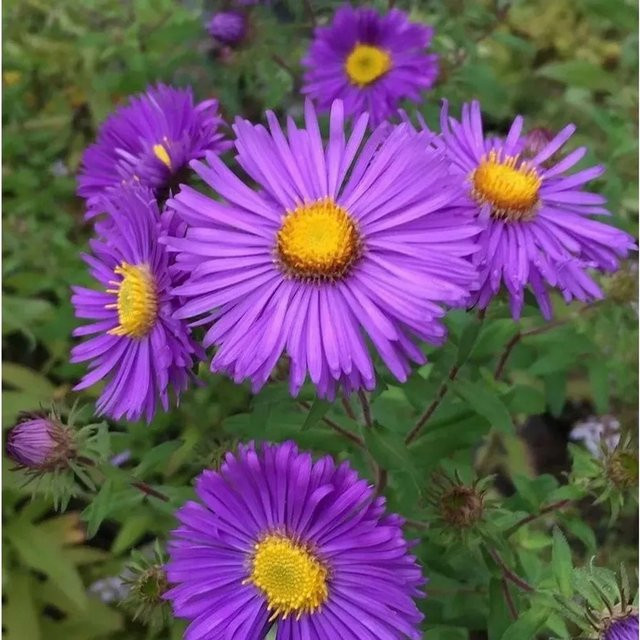 Rauhblattaster Barr Blue (Aster novae angliae) – Blaue/Violette Staude für den Garten - Bild 1
