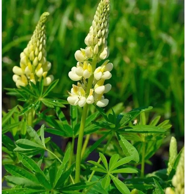 Gartenlupinie Lupinus polyphyllus als mehrjährige Schnittblumenpflanze von Die Nr-01.de - Bild 1