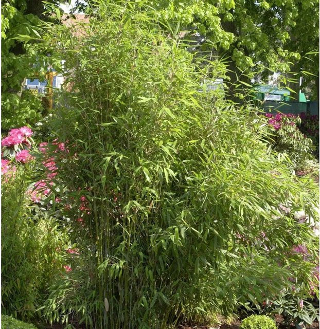 Fargesia murielae Gartenbambus Simba, grün, Höhe: 80-100 cm - Bild 1