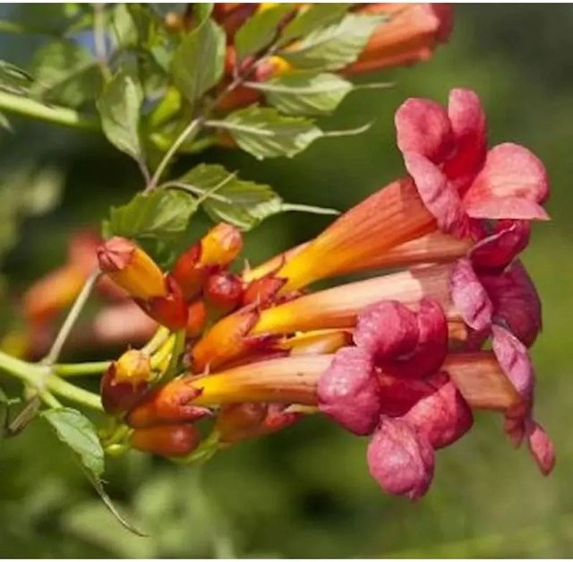 Trompetenblume Stromboli Campsis radicans Kletterpflanze rote Blüten Höhe: 60-80 cm - Bild 1