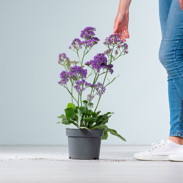 Strandflieder Salt Lake Limonium vulgaris von BLUME2000 als Gartenstaude - Bild 1
