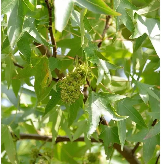 Liquidambar styraciflua Schlankbleibender Amberbaum Worplesdon, Höhe: 100-125 cm, Grün - Bild 1