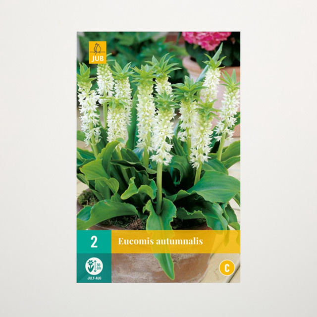 Schopflilie Autumnalis BLUME2000 Zwiebeln (2 Stück) - Bild 1