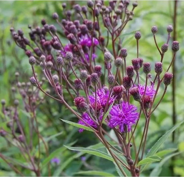 Arkansas Scheinaster Mammuth Vernonia crinita - lila Staude für den Garten und Teichrand - Bild 1