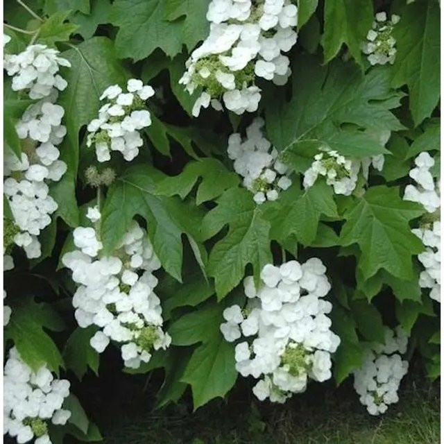Eichenblättrige Hortensie Snowflake Hydrangea quercifolia mit weißen, roten und orangefarbenen Blüten, Höhe: 40-60 cm - Bild 1
