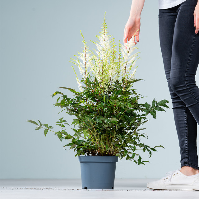 Astilbe arendsii Weiße Prachtspiere von BLUME2000 als mehrjährige Pflanze für Garten, Balkon und Terrasse - Bild 1